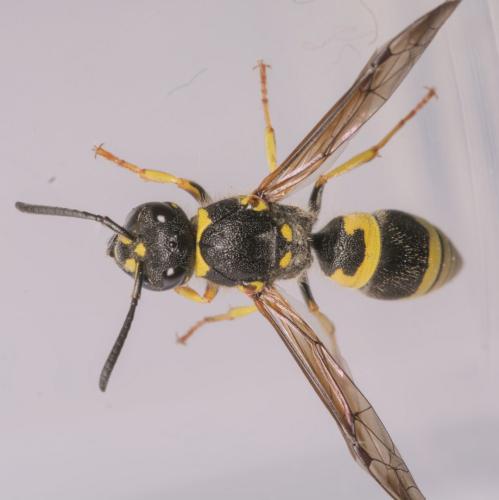 Réf. 337 551 : Ancistrocerus nigricornis